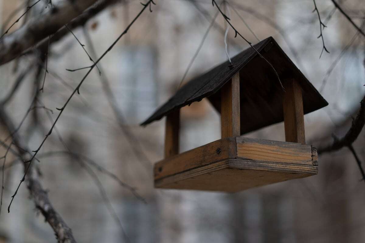 Gähnende Leere: Warum kommen keine Vögel zum Vogelhaus?