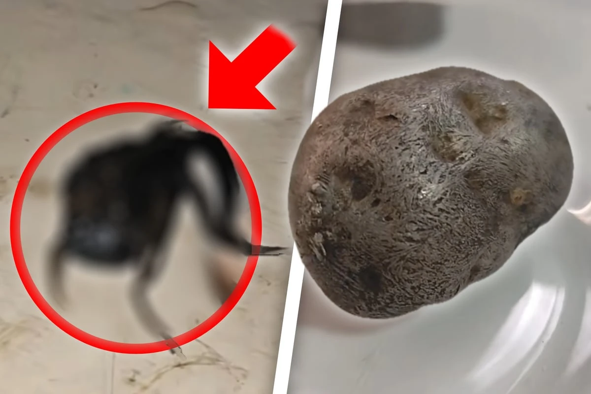 Mysteriöser Fund: Tentakel wachsen aus meteoritenähnlichem Gestein