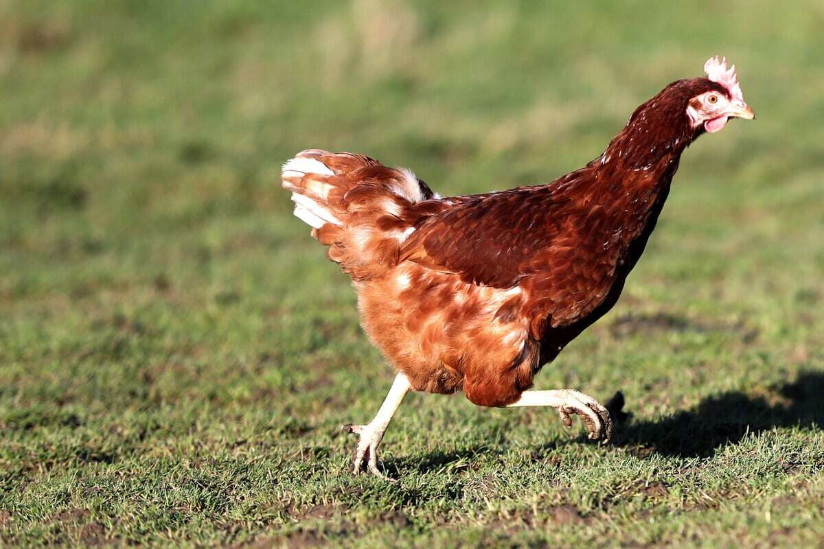 Lebendiges Huhn als Fußball missbraucht: 39 Personen angeklagt