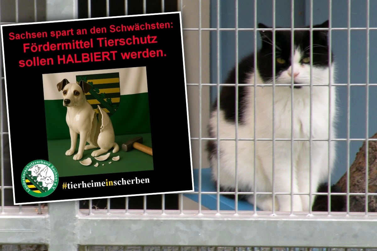 Krasse Einsparungen bei sächsischen Tierheimen? 