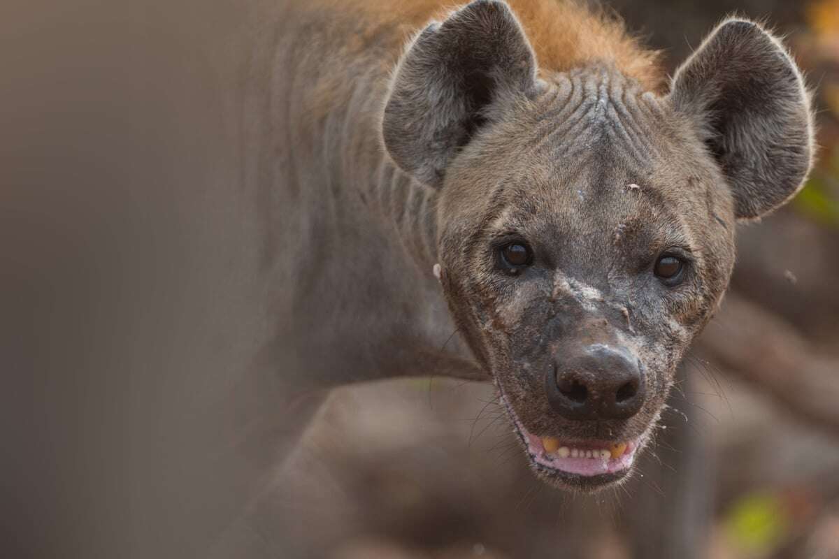 Die Angst geht um: Killer-Hyänen machen Jagd auf Menschen