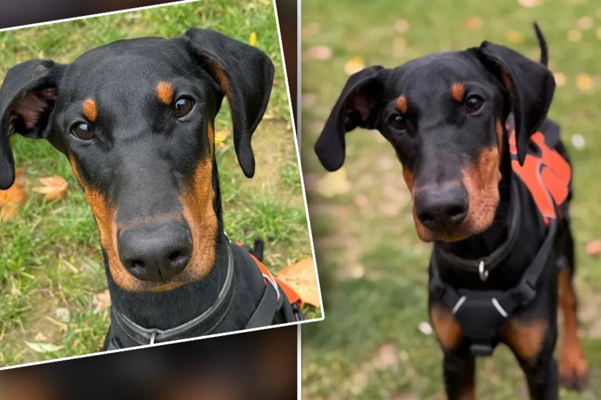 Hündin landet mit nur vier Monaten im Tierheim: 