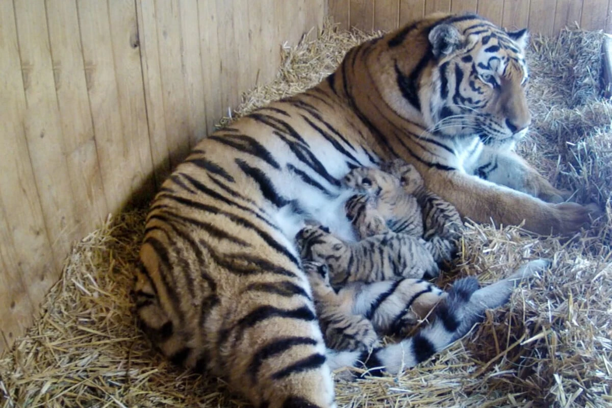 Erster Arztbesuch für Tigerbabys im Magdeburger Zoo steht an