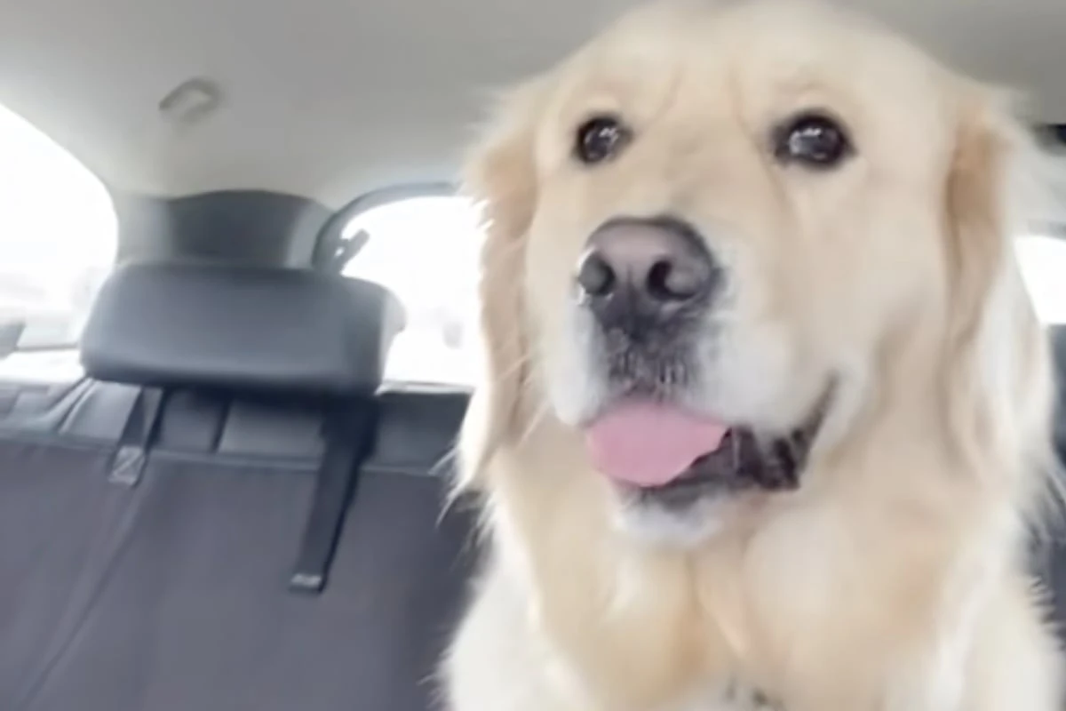 Frau gibt Golden Retriever in die Betreuung ab: Die Fotos, die sie dann erhält, sorgen für Lachtränen