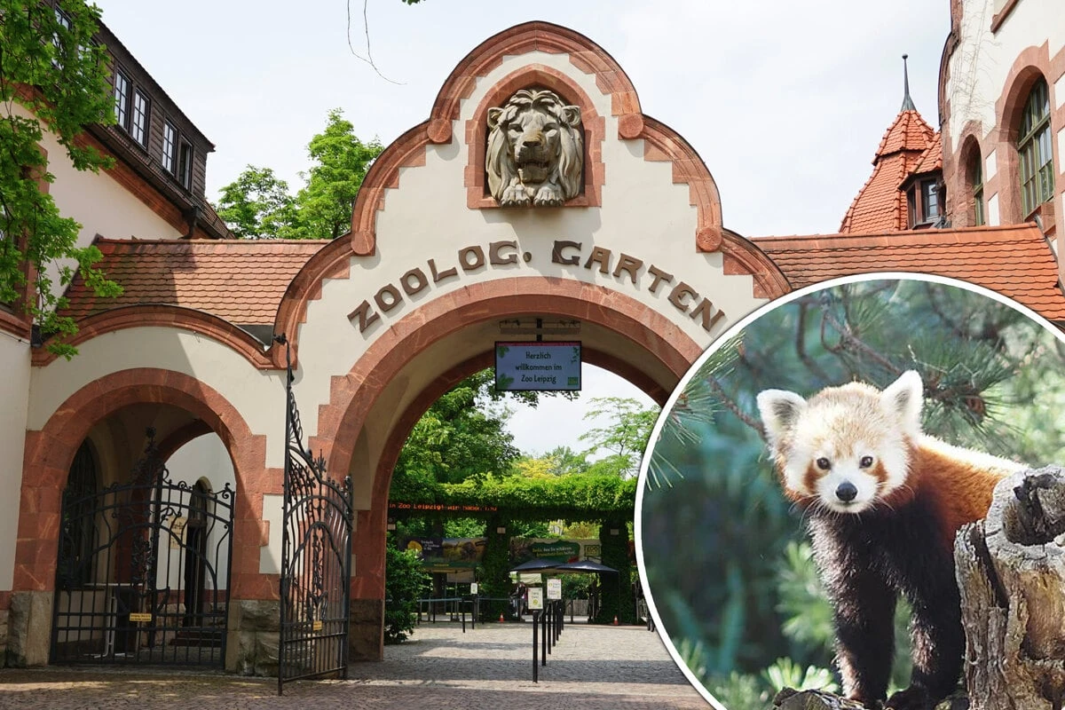 Nach traurigem Verlust: Neue Rote Panda-Dame erstmals im Zoo Leipzig zu sehen