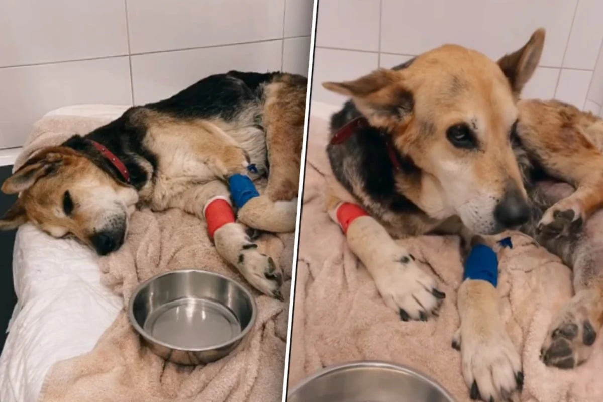 Besitzer lassen Hund verwahrlosen: Tania kann zum Schluss kaum mehr laufen