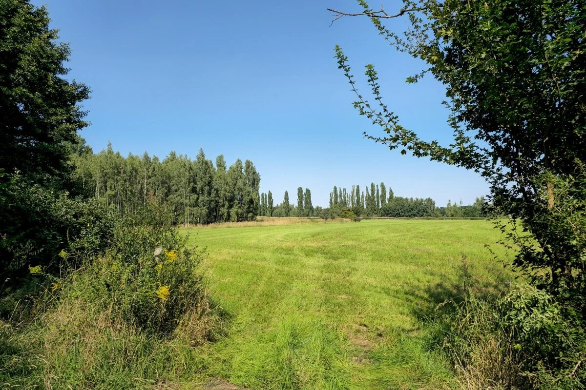 Darum wurde diese Wiese in Chemnitz als 
