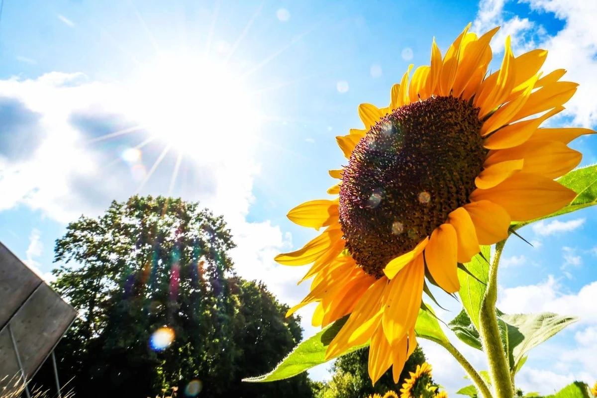 Sonne satt und bis zu 30 Grad in Hessen: Der Wochenstart wird sommerlich