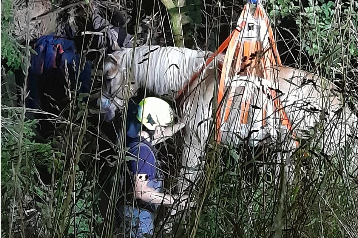 Zu wenig PS: Ausgebüxter Gaul bleibt im Bach stecken