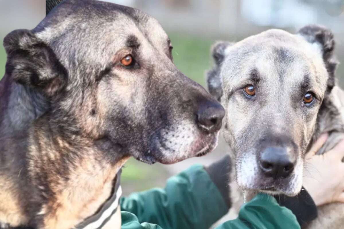 Sanfter Riese sucht Gnadenplatz: Wessen Herz kann der liebe Kangal erweichen?