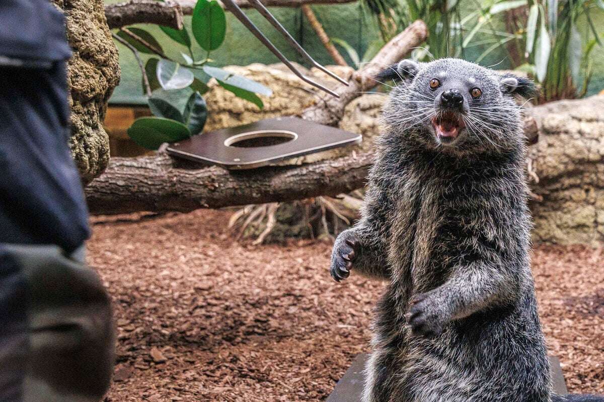 Große Inventur im Dresdner Zoo: Sind denn noch alle da?