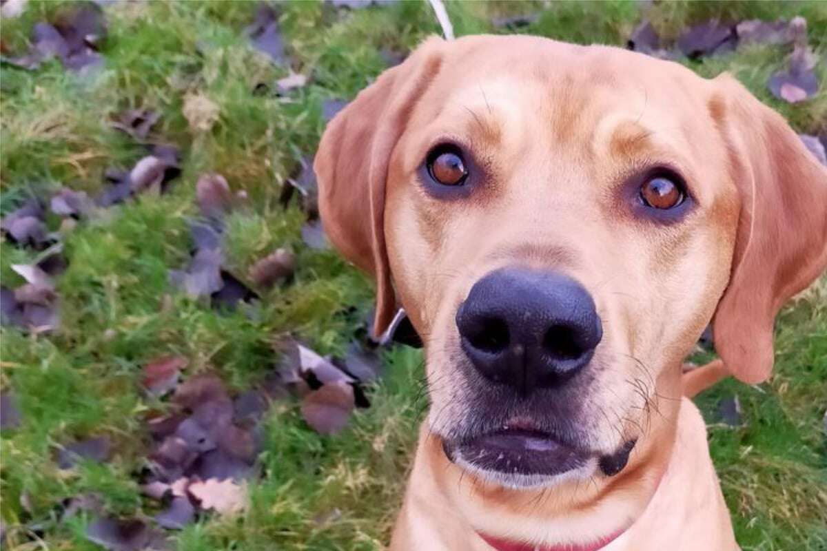 Er ist kein klassischer Labrador: Rey sucht ein neues Zuhause