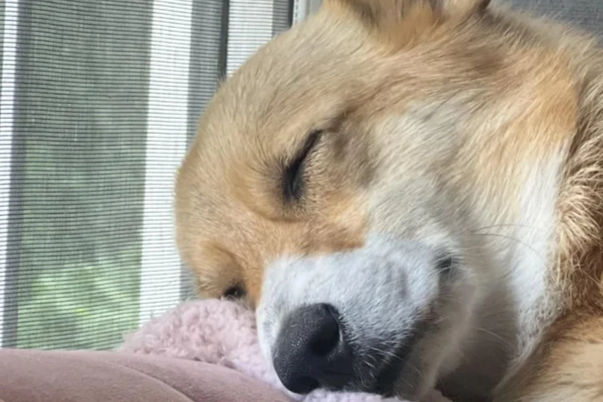 Corgi schläft glücklich und zufrieden: Hund lässt Herzen schmelzen