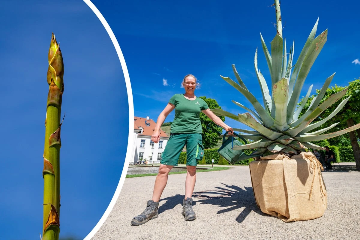 Wackerbarth-Agave will nur einmal blühen, bevor sie stirbt