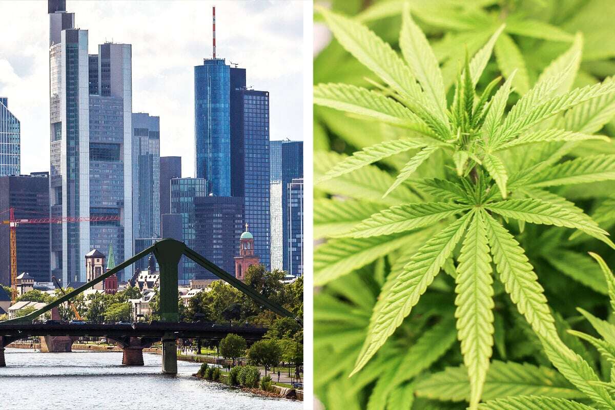 Legaler Cannabis-Verkauf in Frankfurt: Das plant die Stadtverwaltung