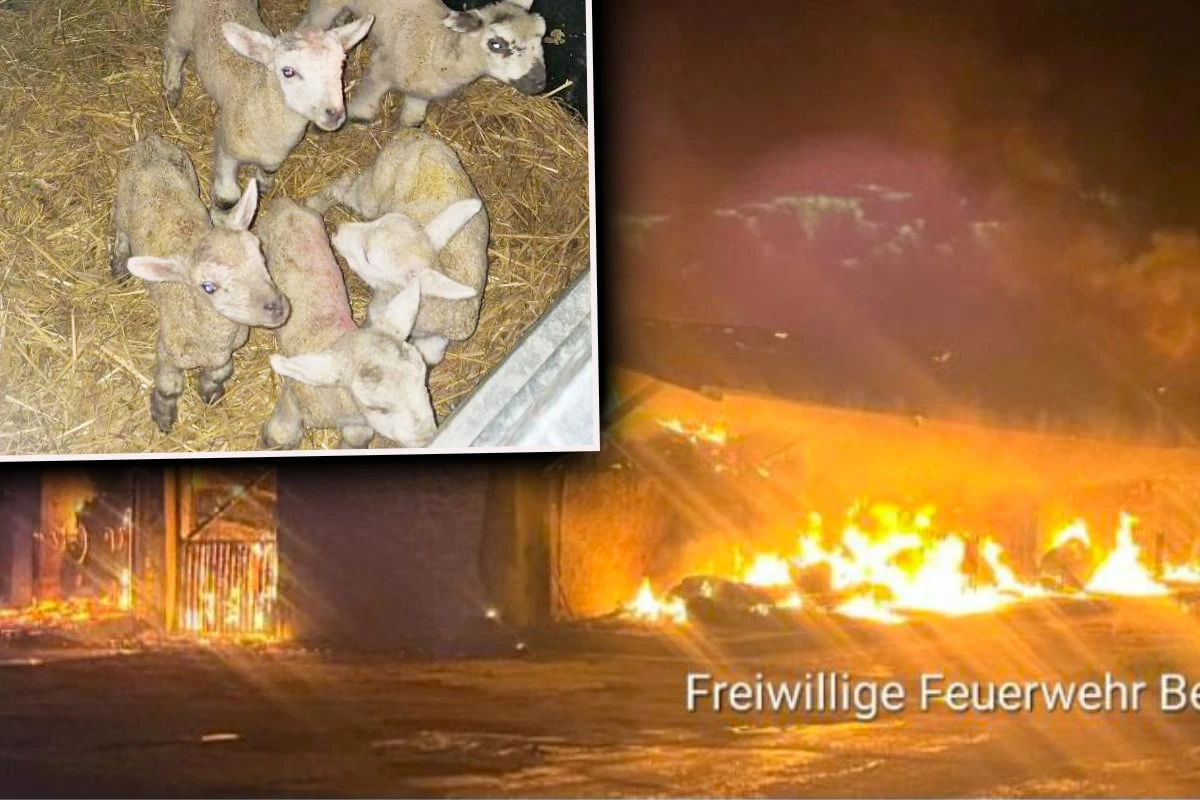 18-stündiger Einsatz: Flammen-Inferno in Lagerhalle, Lämmer gerettet