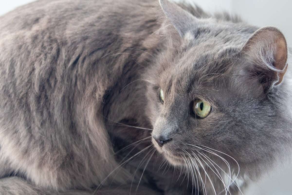 Katze hat Angst vor mir: So fühlt sie sich in meinem Umfeld wieder wohl