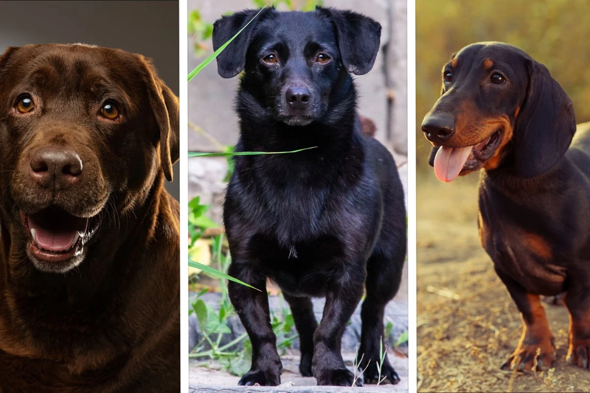 Aussehen, Temperament, Haltung: Das sollte man zum Labrador-Dackel-Mix wissen