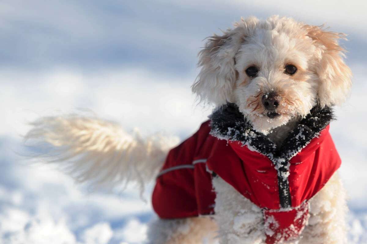 Mit diesem einfachen Trick könnt Ihr lästige Eisklumpen bei Hunden vermeiden