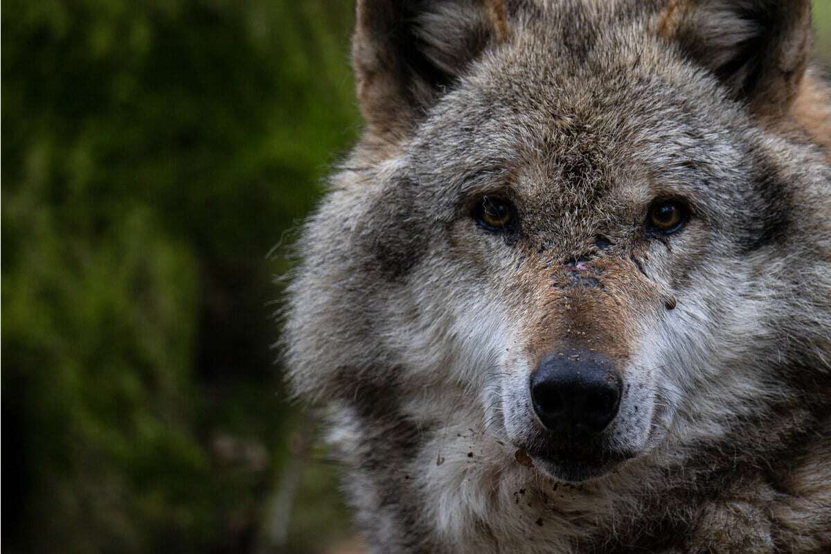 Zu viele Risse: Problemwolf darf geschossen werden