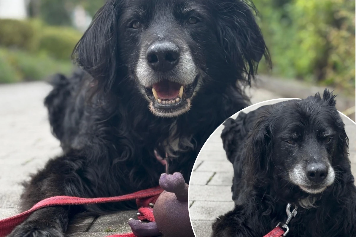 Senior-Hund klammert sich an sein letztes Spielzeug – und sucht ein Zuhause