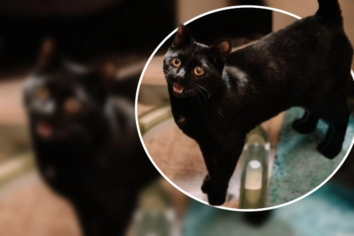 Ein ganz spezieller Kater: Darum ist 