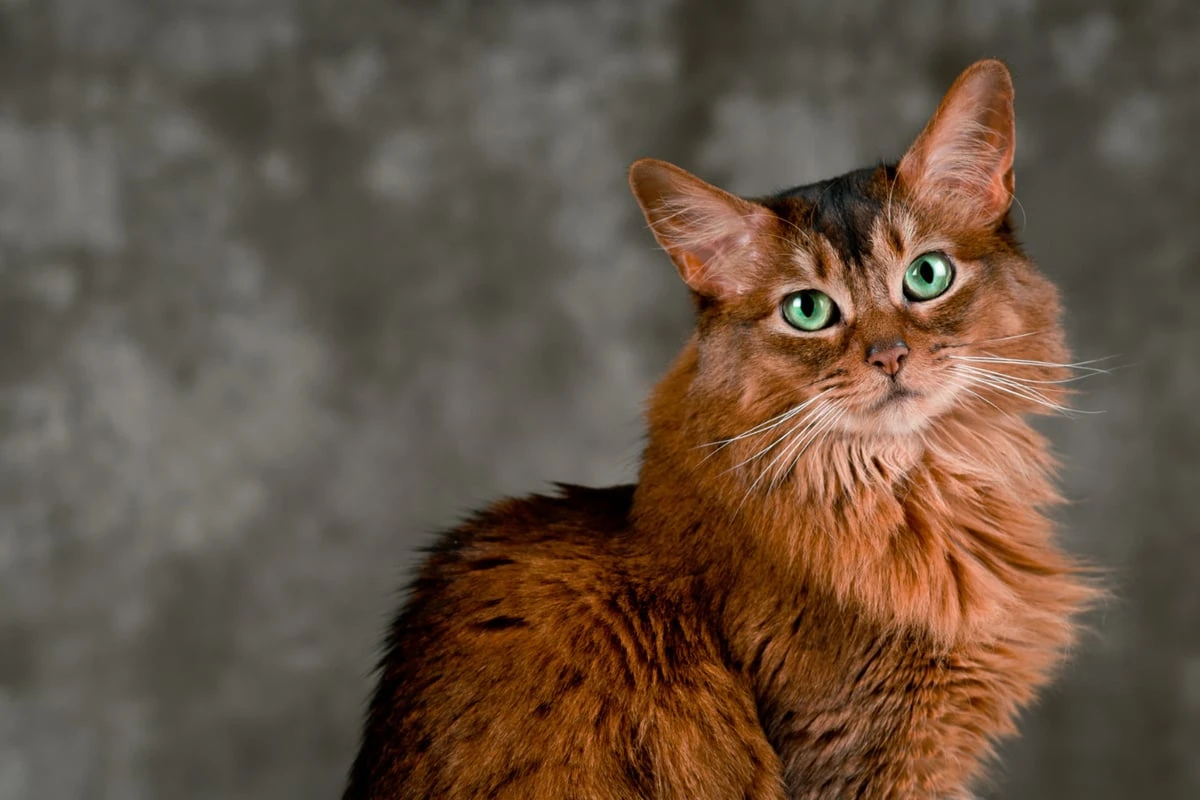 Athletin mit seidigem Fell: Die Somali-Katze im Rasseporträt