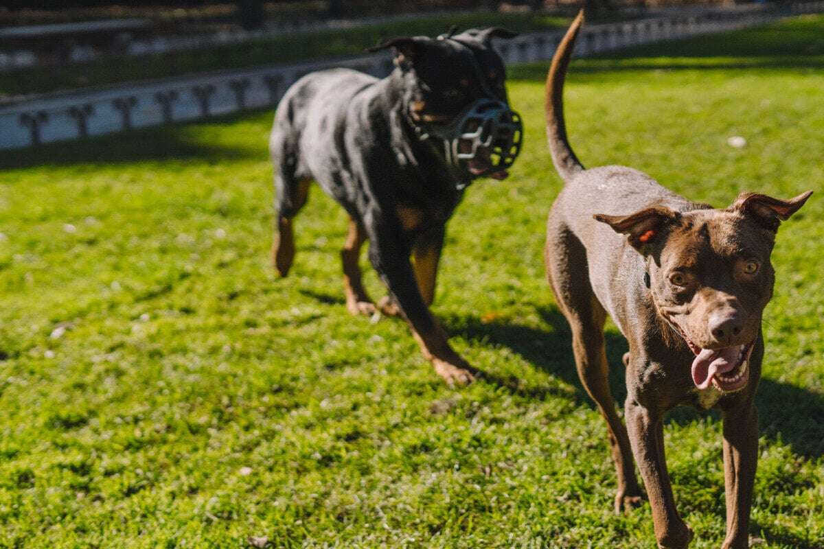 Gassirunde in Plattenbau-Viertel eskaliert: Hundebesitzer gehen aufeinander los