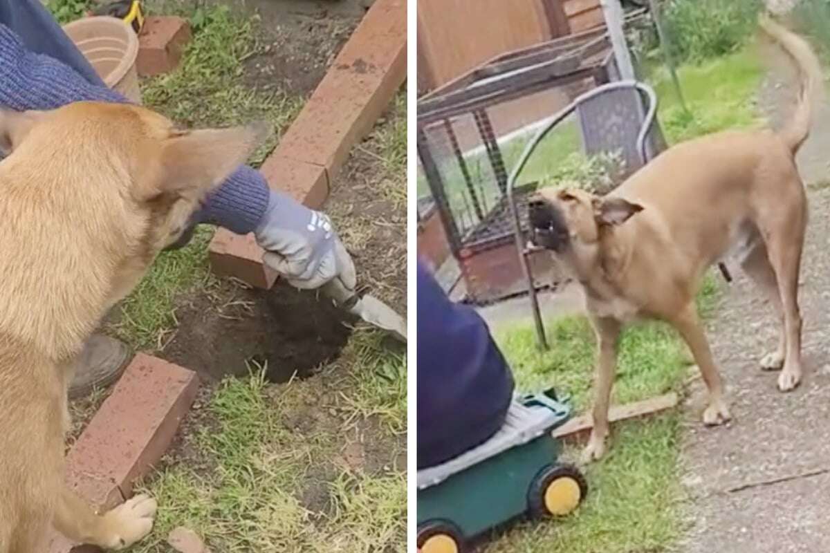 Völlig empört: Hund kann nicht fassen, was der Mensch da tut!