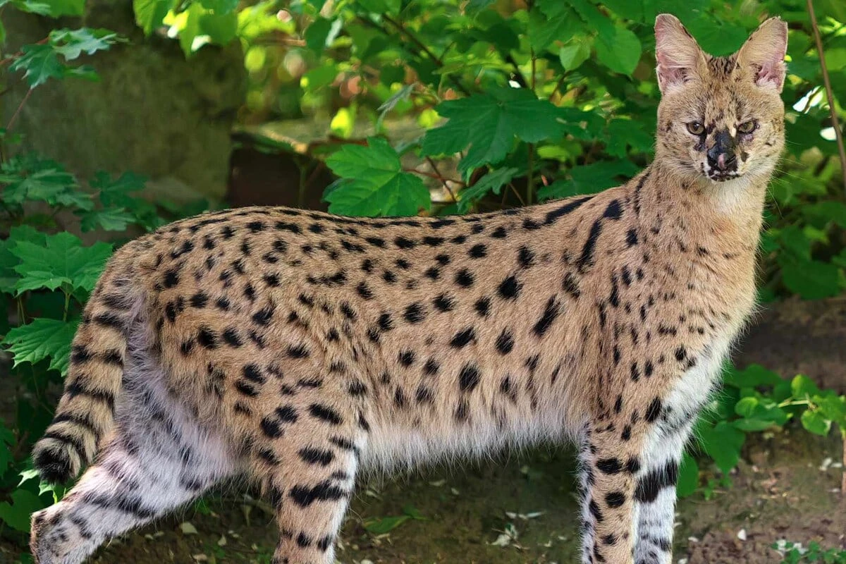 Aufatmen in Krefeld: Afrikanische Wildkatze eingefangen