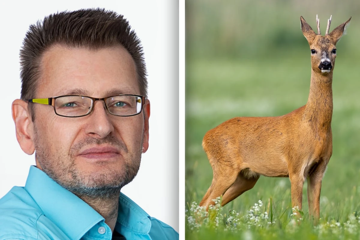 Rehbock einsam beim Verfassungsschutz - Vorerst keine Gesellschaft in Sicht