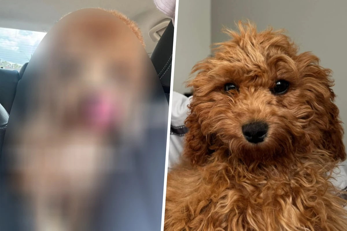 Mann bringt Vierbeiner zum Hundefriseur: Als er ihn abholt, fällt ihm die Kinnlade runter