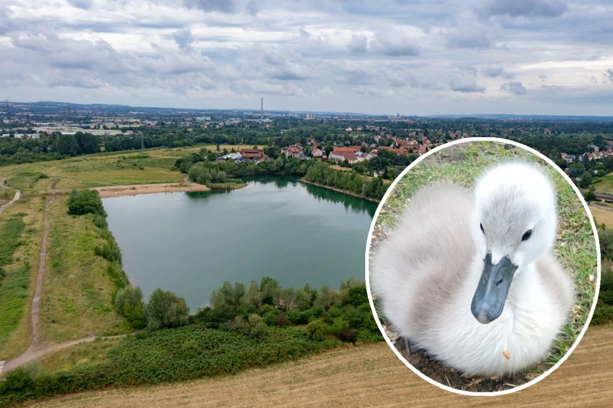 Hund tötet Schwanenbaby an der Kiesgrube