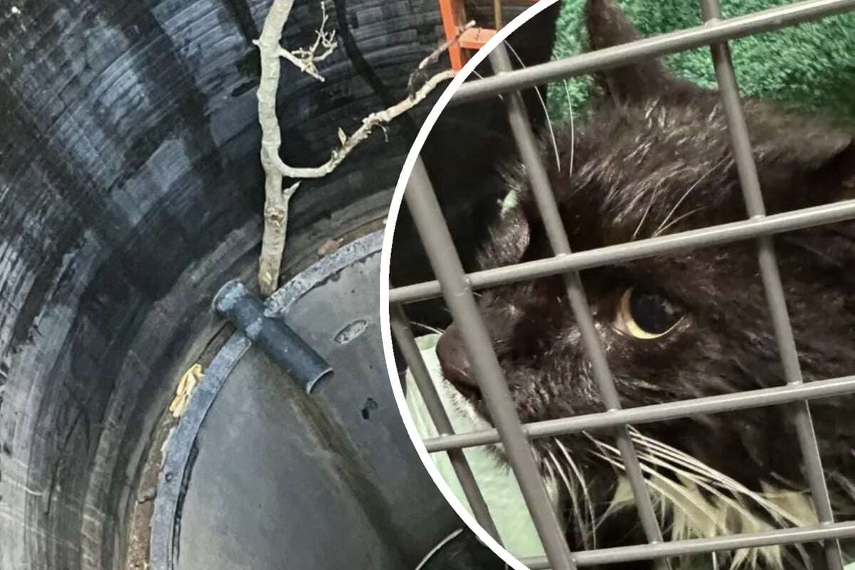 Spektakuläre Rettungsaktion: Feuerwehr befreit Kater aus 20 Meter tiefem Schacht