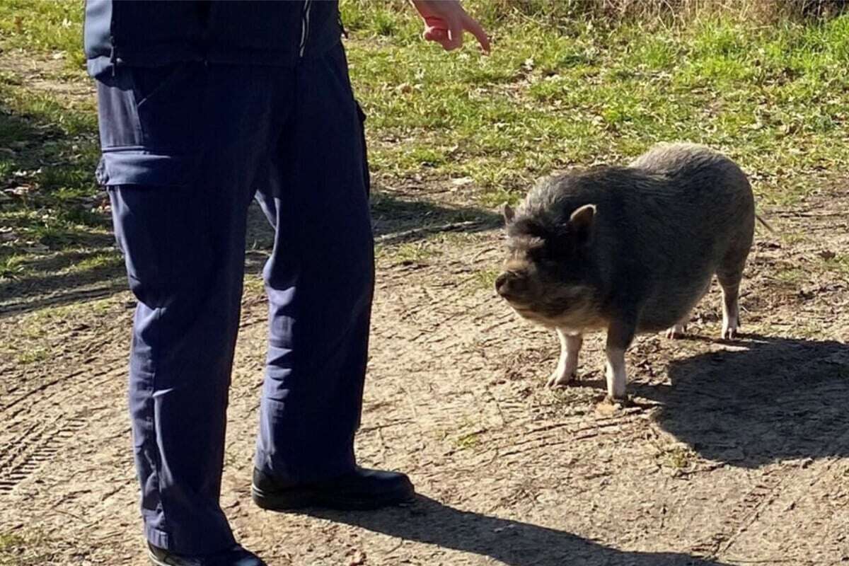 Polizei will Raser blitzen: Schwein macht Beamten Strich durch die Rechnung