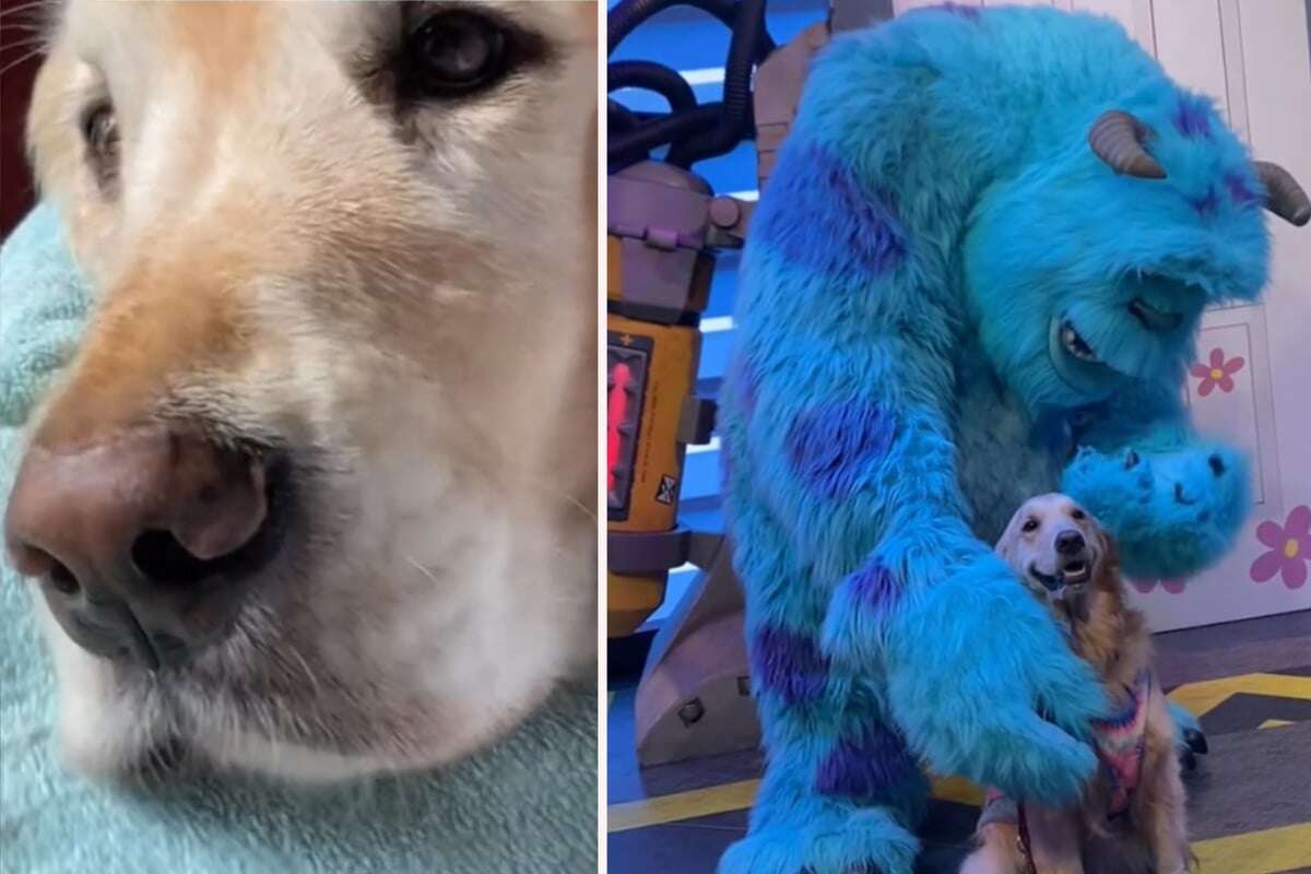 Golden Retriever verbringt seinen letzten Tag auf Erden bei Disney: Seine Reaktion bricht Herzen