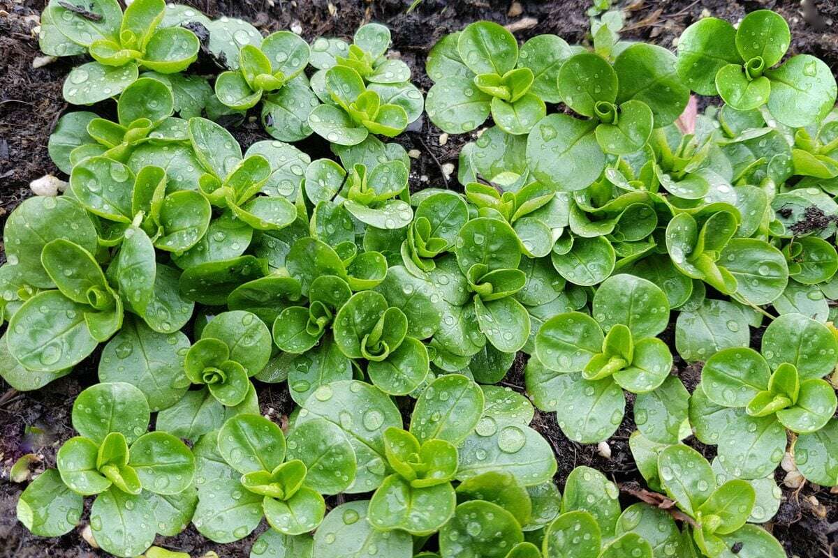 Für frisches Gemüse im Winter solltest Du so Feldsalat säen