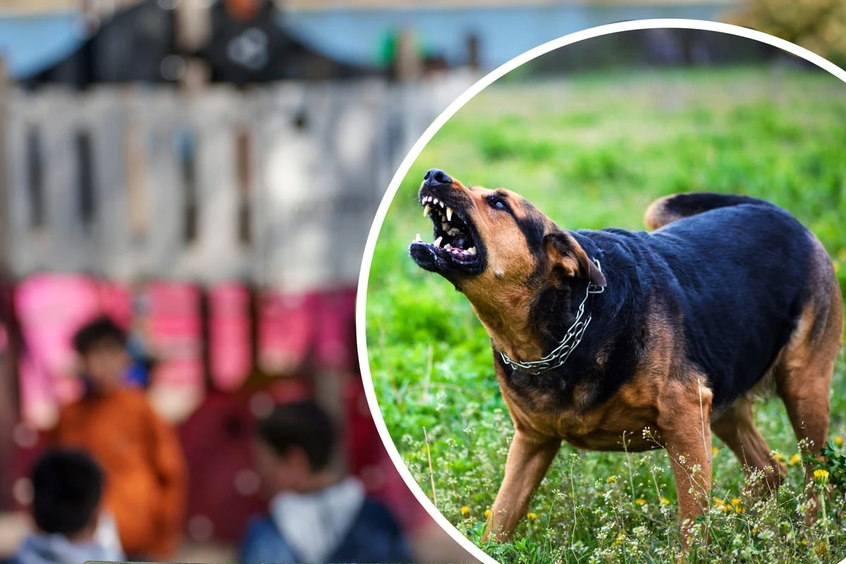 Frei laufender Hund beißt Mädchen auf Spielplatz: Achtjährige im Krankenhaus