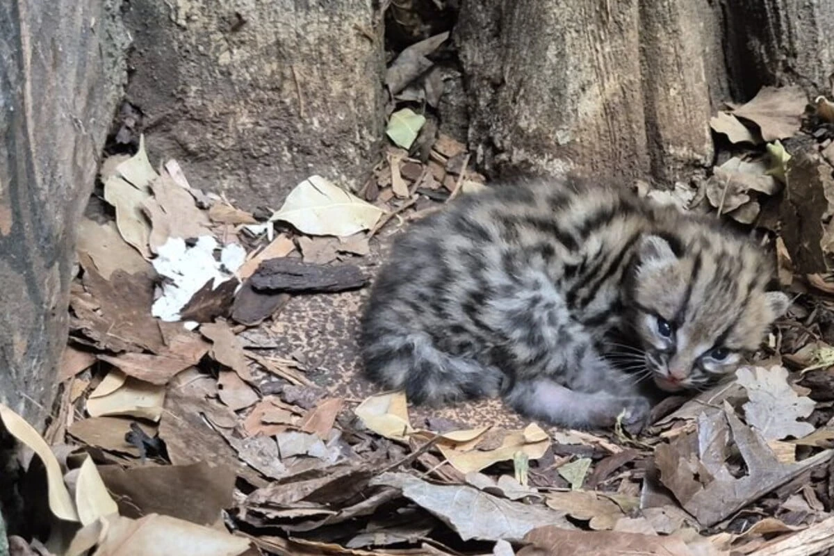 Premiere nach mehr als 180 Jahren: Dieses Wildkätzchen wurde im Zoo Berlin geboren