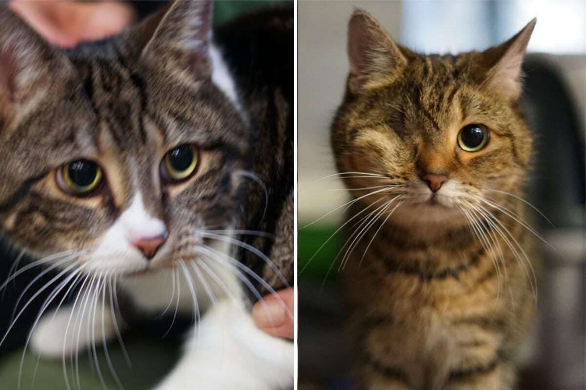 Sie suchen ein richtiges Zuhause: Gibt es ein Happy End für Pepe und Leila?