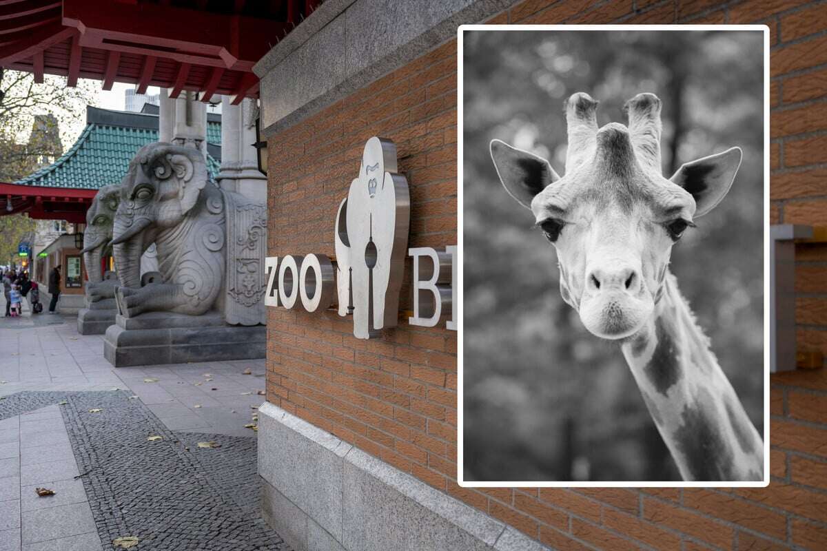 Sturz mit tragischen Folgen: Giraffe Max aus Berliner Zoo eingeschläfert