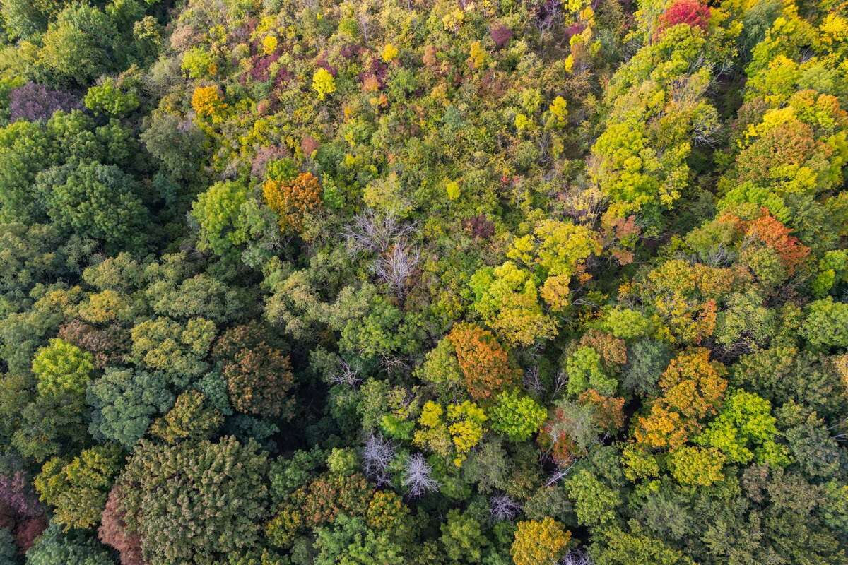 Nachtfröste in Sachsen noch dramatischer: So hart sind die Wälder getroffen