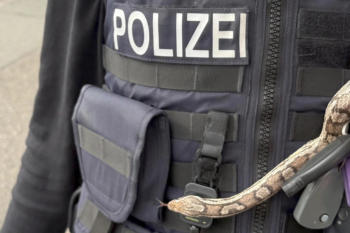 Von Halter ausgesetzt? Spaziergänger macht exotische Entdeckung im Gebüsch