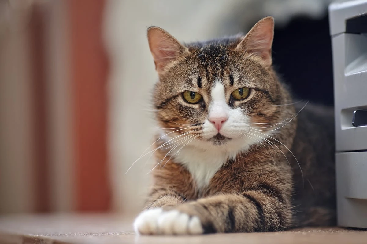 Mobbing unter Katzen: Wie kannst Du Katzen Dominanzverhalten abgewöhnen?