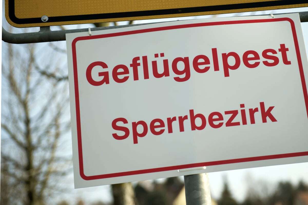 Seuche breitet sich im Südwesten aus: Hunderte Tiere müssen sterben!