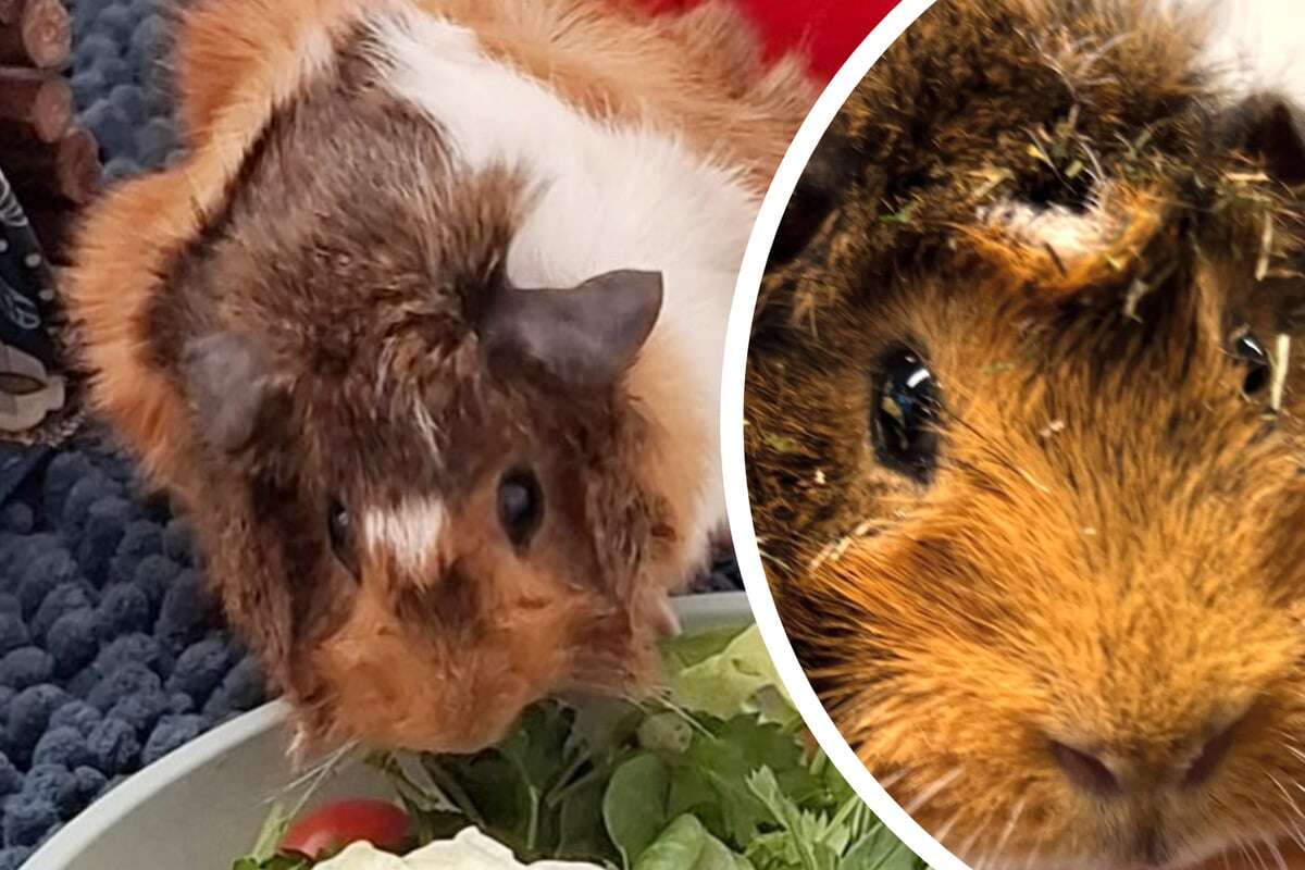 Ausgesetzt und schwer verletzt, doch jetzt gibt es ein Happy End für Meerschweinchen Amy