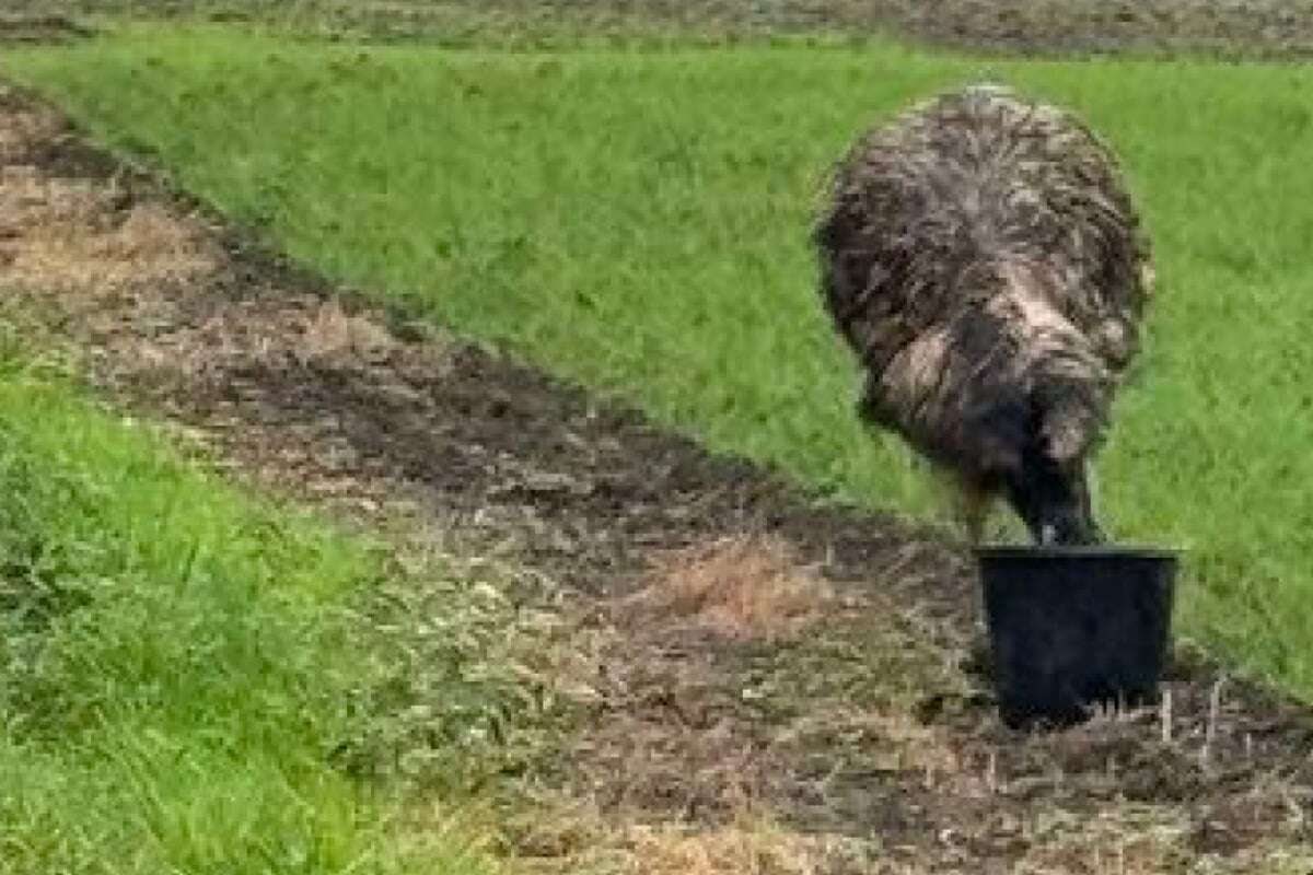 Emu auf der Flucht: Dieser Laufvogel beschäftigt Tierretter seit Wochen