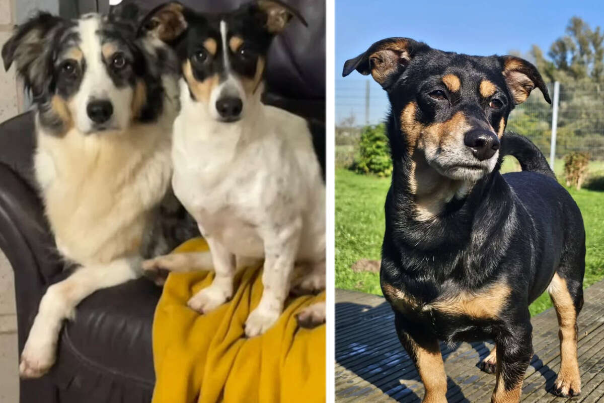 Süßes Trio muss schweren Schicksalsschlag verkraften: Gibt es für Hunde noch ein Happy End?