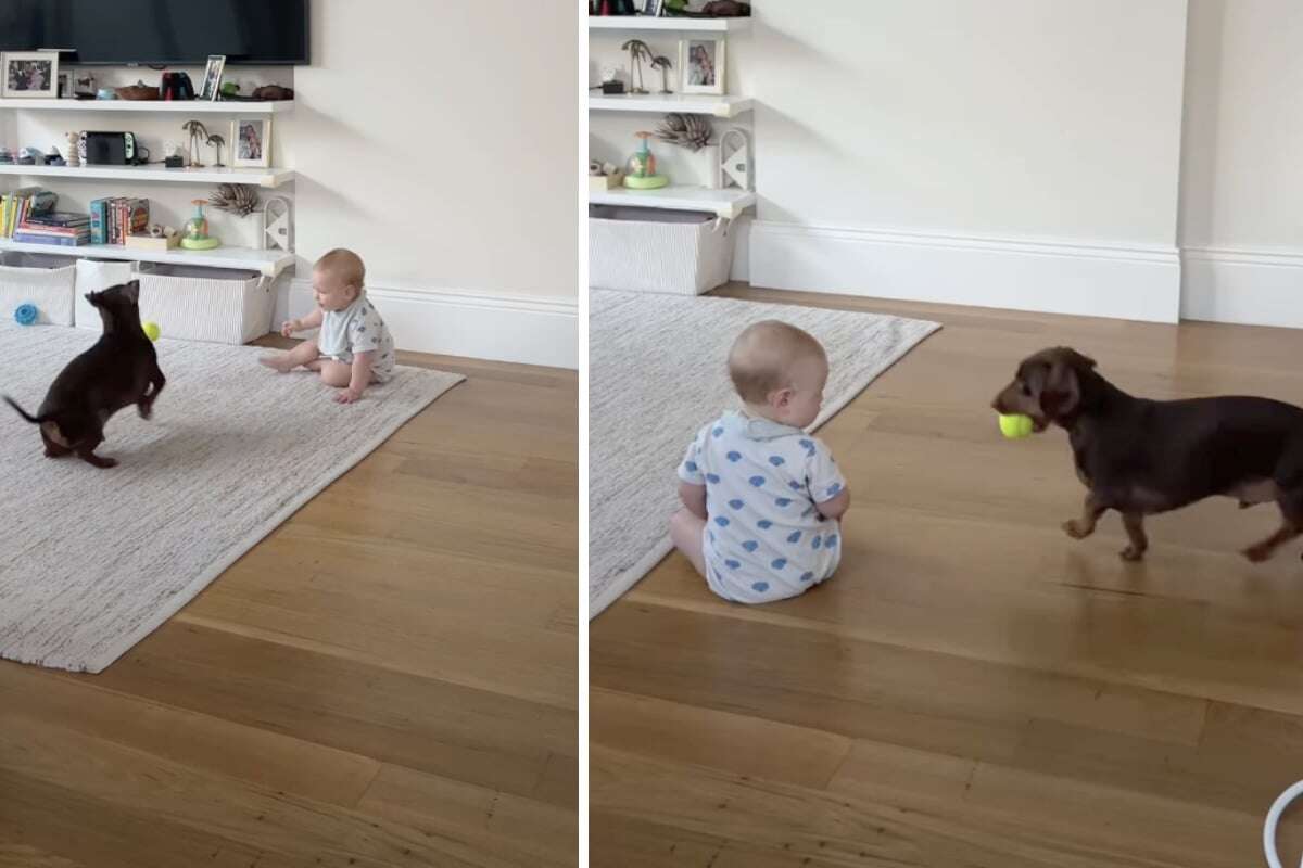 Als Mutter sieht, wie Baby auf Dackel reagiert, hält sie sofort die Kamera drauf