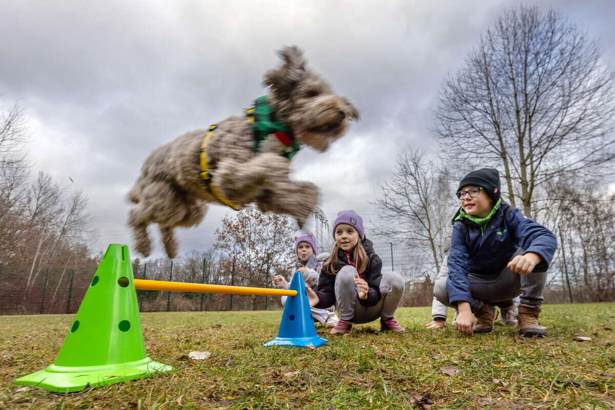 Wau, wau: So sicher ist die neue Hundewiese in Chemnitz